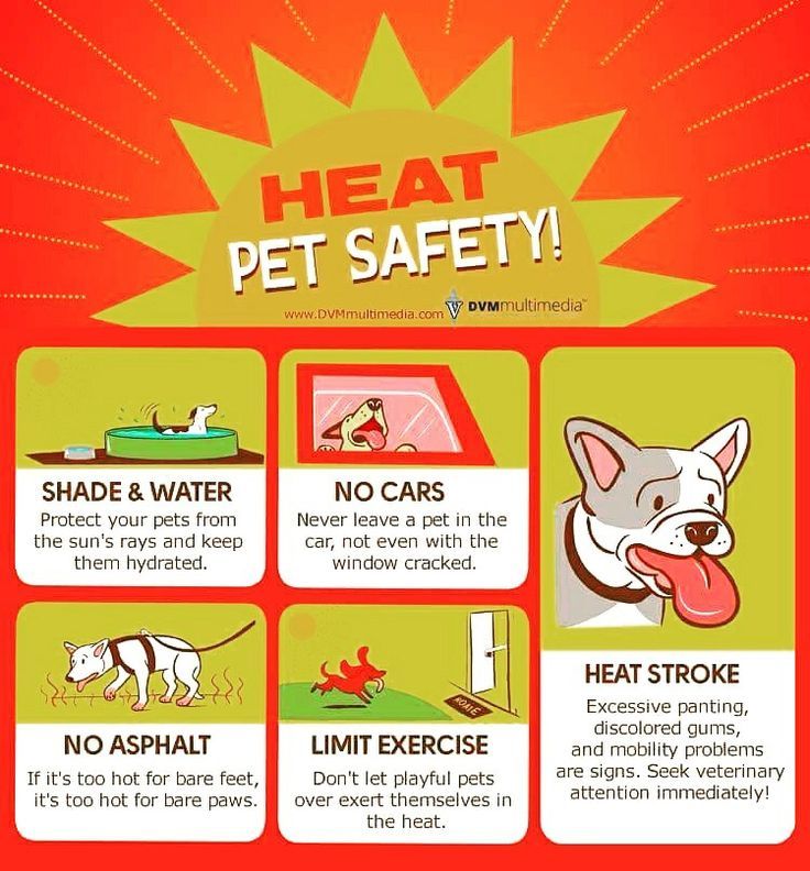 Pet Safety in the Summer